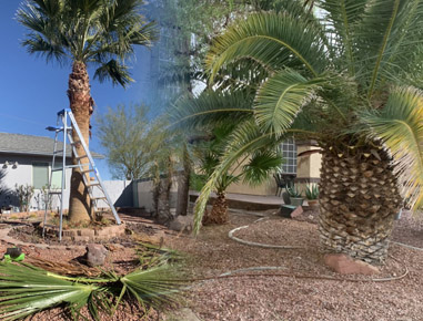 Trimming, yard cleaning, planting services 